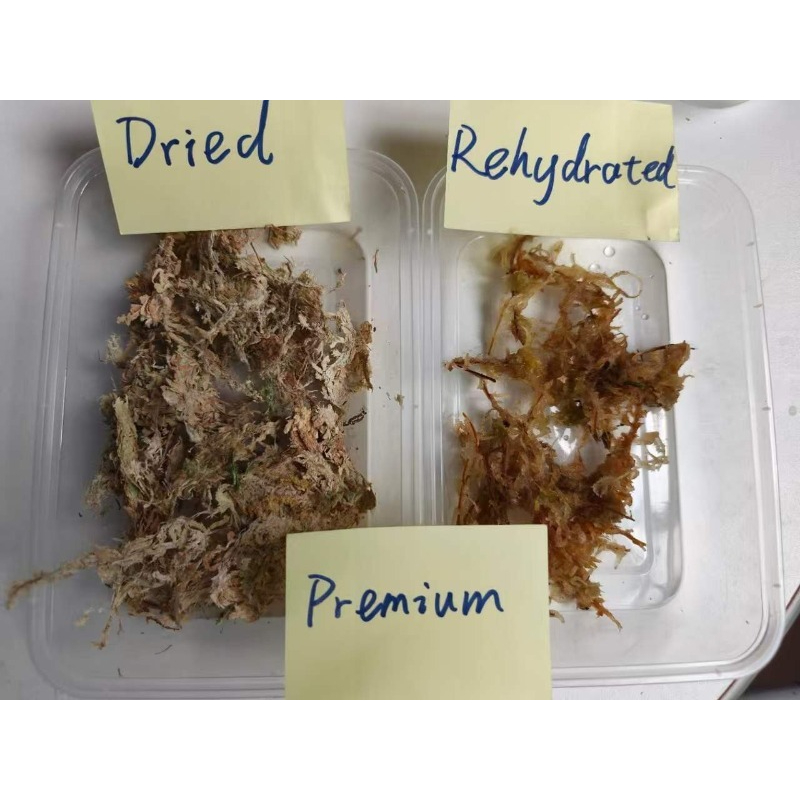 Orkideler için birinci sınıf S - Sphagnum Moss Dry incelemesi ve fiyatı